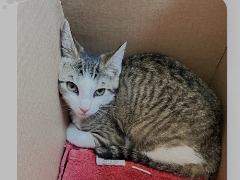 American Shorthair – Briar (Like The Ice Cream) – Springfield