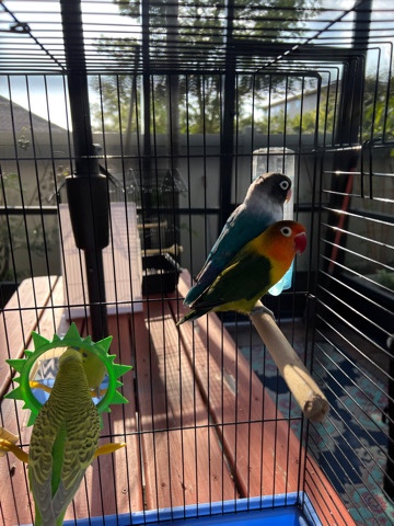 Budgerigar – love listn