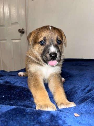 German Shepherd – German Shepard