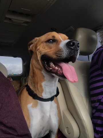 Boxer – rehoming boxer