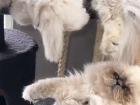 Persian (Modern) – Adorable Persian Kitten for Sale – 2 Months Old – Chantilly – Chantilly