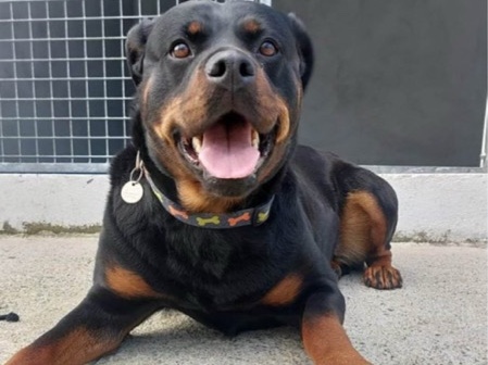 Rottweiler - 100% Rottweiler  available for adoption in Chesapeake