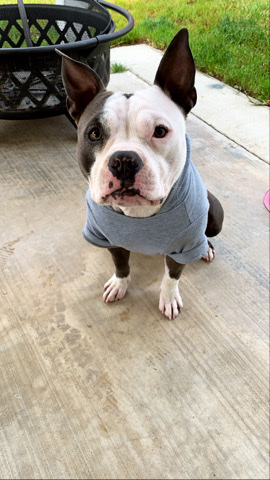 American Pit Bull Terrier – pocket Pitbull