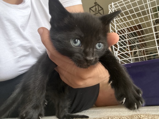 Russian White, Black and Tabby – kittens – Port Saint Lucie