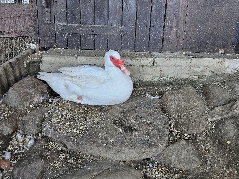 Duck – Warzenenten