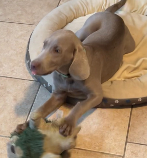 Weimaraner – Weimaraner