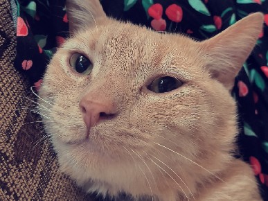 American Shorthair – orange male tabby – Hartselle