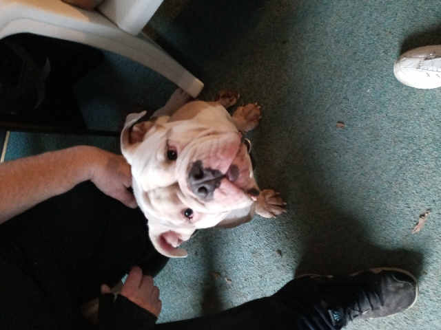 Olde English Bulldogge – rehoming