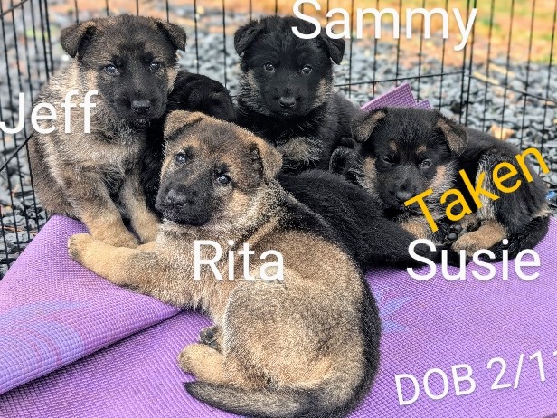 German Shepherd – AKC German Shepherd puppies – Ashburn