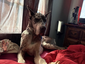 blue merle brindle Great Dane 