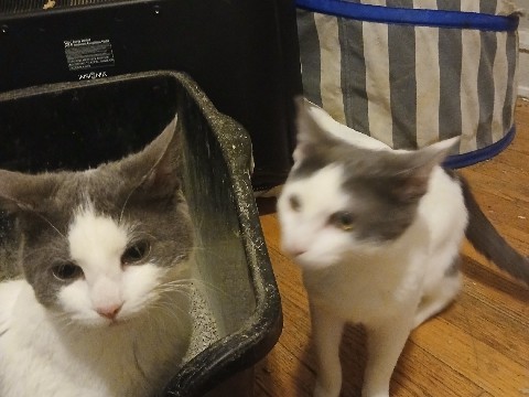 American Shorthair – Two young cats need forever home – Chicago