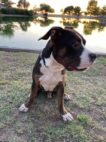 American Bulldog – Exotic XL