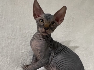 Sphynx – Sphynx kittens