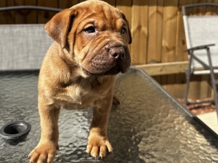 Shar-Pei mix