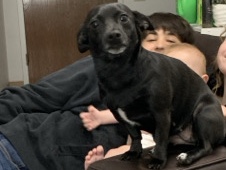 Chihuahua – Ronnie needs a new home – Great Falls