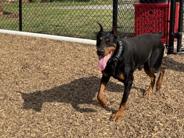 Doberman Pinscher – Doberman Pinscher – Lyman