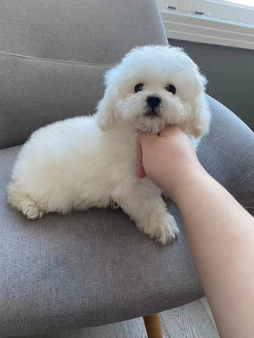 Poodle – Small White Teddy Bear Finding New Home