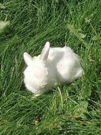 white rabbit