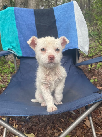 chihuahua mix with poodle