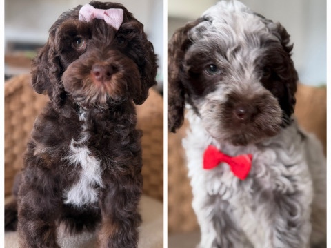 Labradoodle – Australian labradoodle aka teddy bear doodle puppies – West Haven