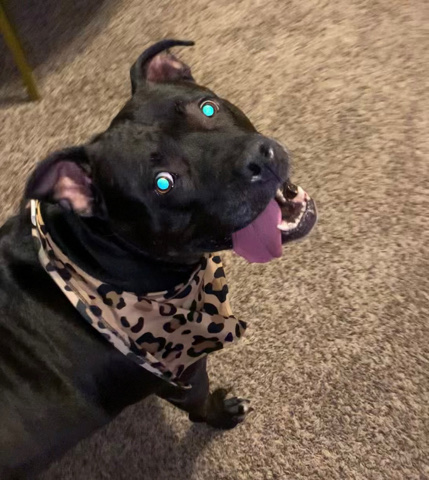 American Pit Bull Terrier – Rehoming
