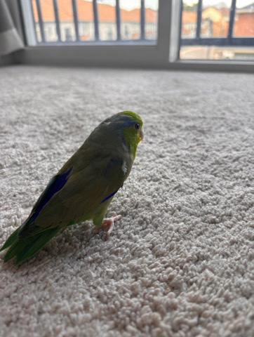 Parrotlet – Male Green Parrotlet