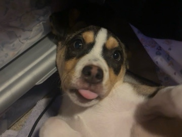 Jack Russell Terrier – Spike (Terrier mix) – San Antonio