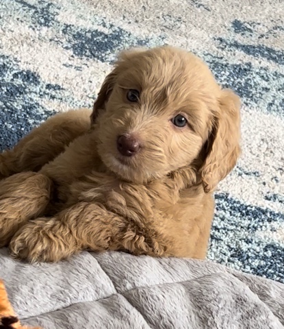 Golden Retriever – 10 Week Old Goldendoodle
