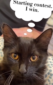 Maine Coon – Pure bred black mainecoon kitten