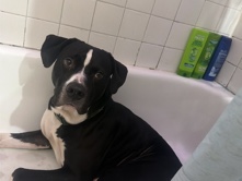 Mixed Breed – dog – New Port Richey