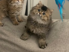 Persian British longhair kitties – Glendale