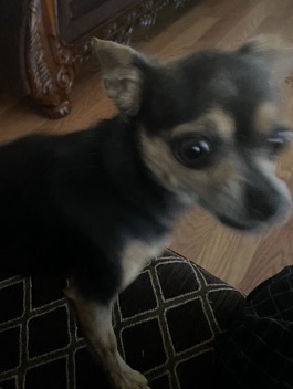 Chihuahua – Little chihuahua looking for a home.