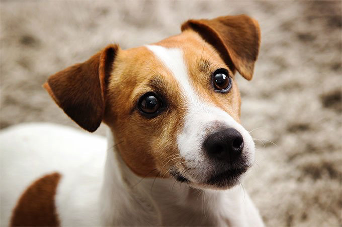 Jack Russell Terrier – Well trained and managable dog.