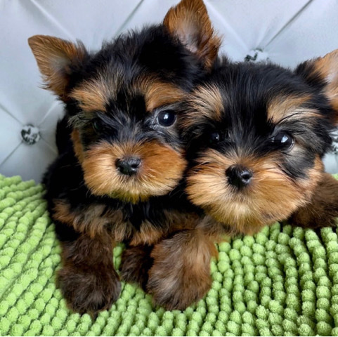 Yorkshire Terrier – Amazing Yorkie Puppies