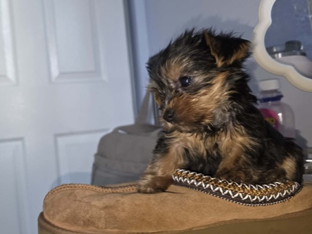 Yorkshire Terrier – Yorkies – Commerce