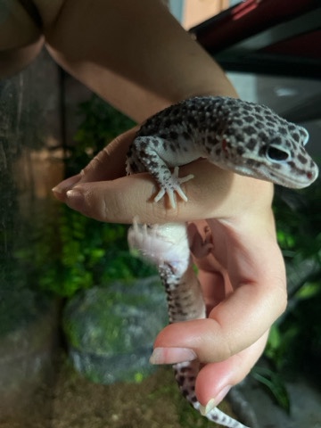 4 leopard geckos