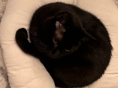 rehome Kiwi