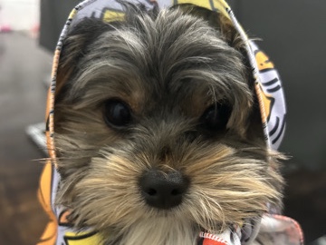 Yorkie Poo – Isabella – Johnston