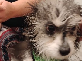 Bailey Girl