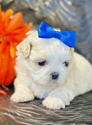 Shih Tzu – Happy Shih Tzu pups for rehoming