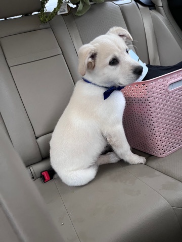 Siberian Retriever/Huskador