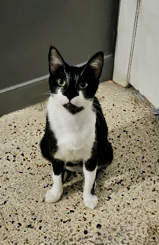 American Shorthair – cat for adoption