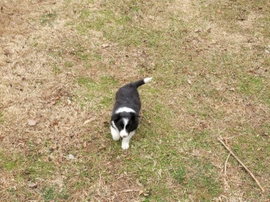 Purebred Female Bordercollie Puppy