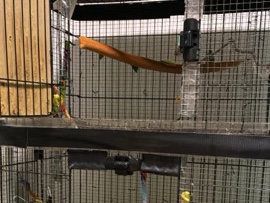 Sugar Glider – 2 male sugar gliders. read description – Osceola