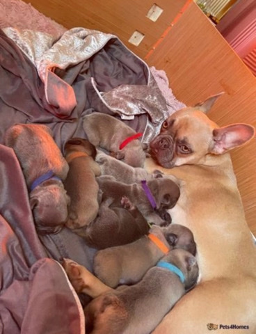 French Bulldog – french bulldog puppies