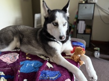 Siberian Husky - rehoming husky of 3 years available for adoption in New Bedford
