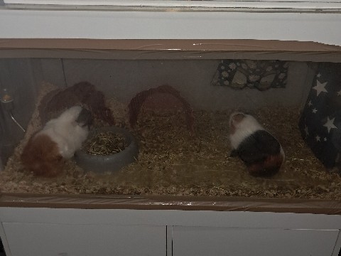 Guinea Pig – Two Friendly Female Guinea Pigs – 2-3 Years Old in Baltimore – Baltimore