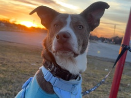 His name is Trooper – Tulsa