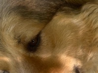 Great Pyrenees – Cheeto – Pleasant Grove