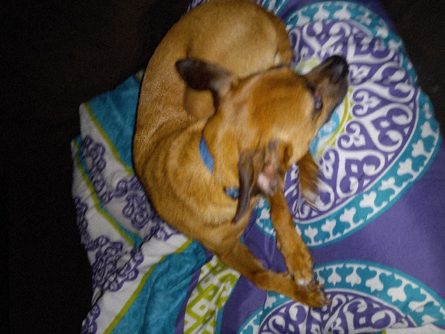 Chihuahua – Chihuahua for sell